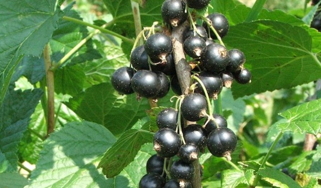 Ribes Nigrum