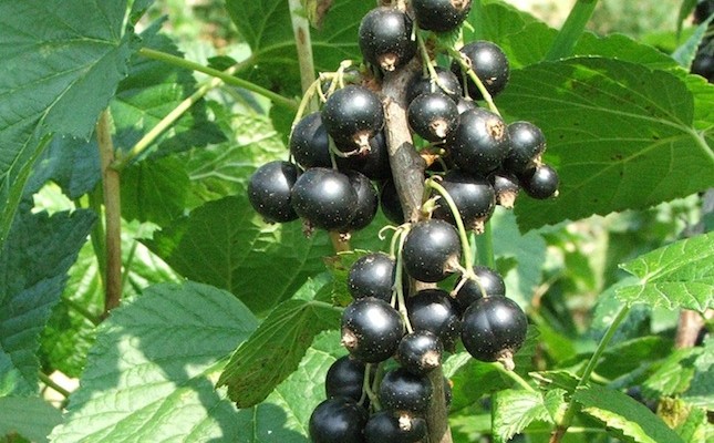 Ribes Nigrum
