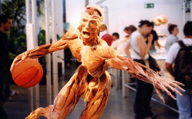 Plastinazione mostra Body World