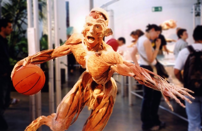 Plastinazione mostra Body World