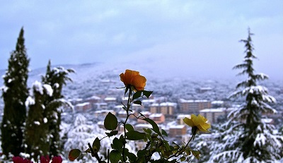 Giardini d'inverno