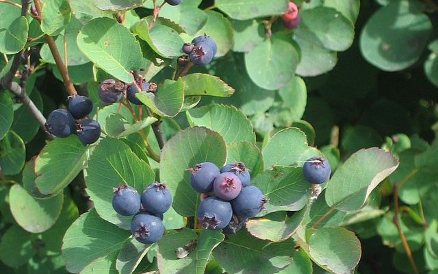 bacche di acai