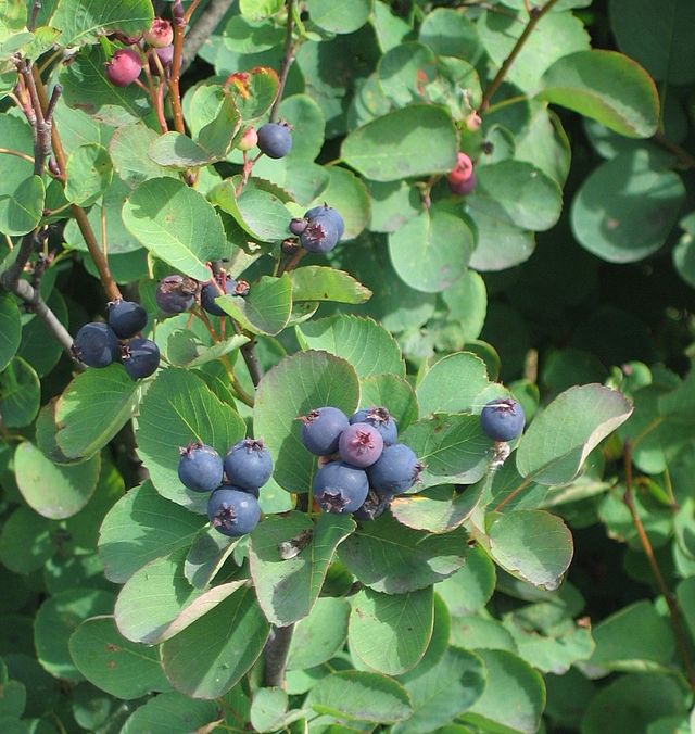 bacche di acai