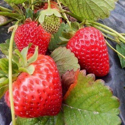 coltivare le fragole in casa