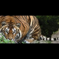Il Bioparco di Roma