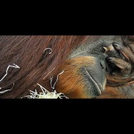 Il Bioparco di Roma