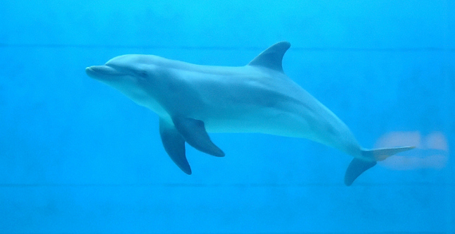 padiglione cetacei