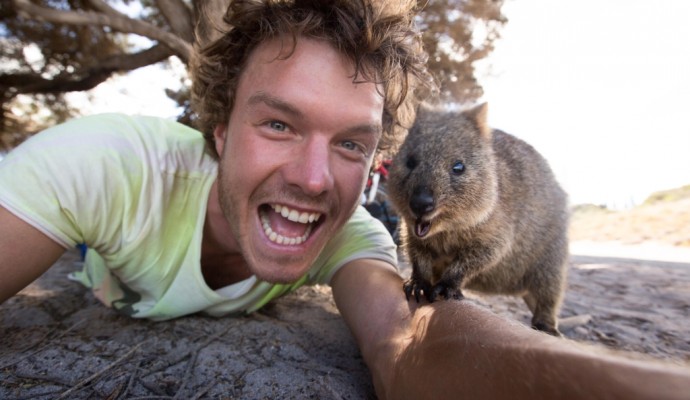 Quokka Allan Dixon