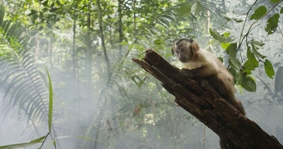 Amazzonia