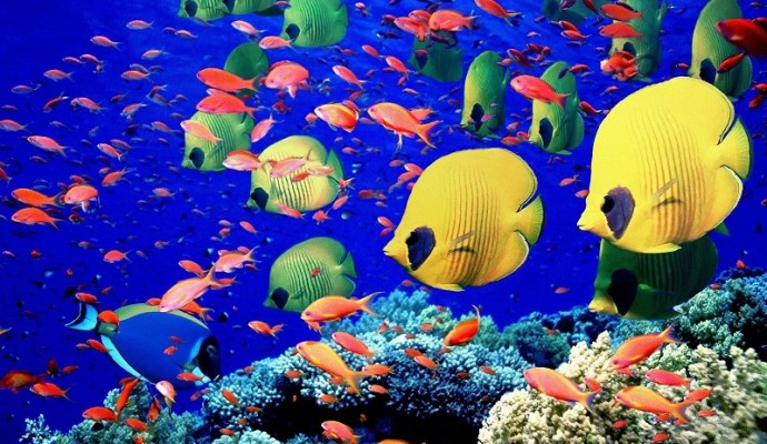 L'incredibile vita che popola le barriere coralline
