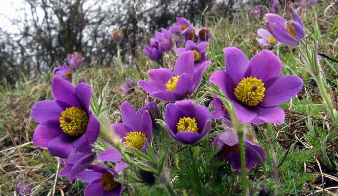 Pulsatilla_vulgaris_Saarland