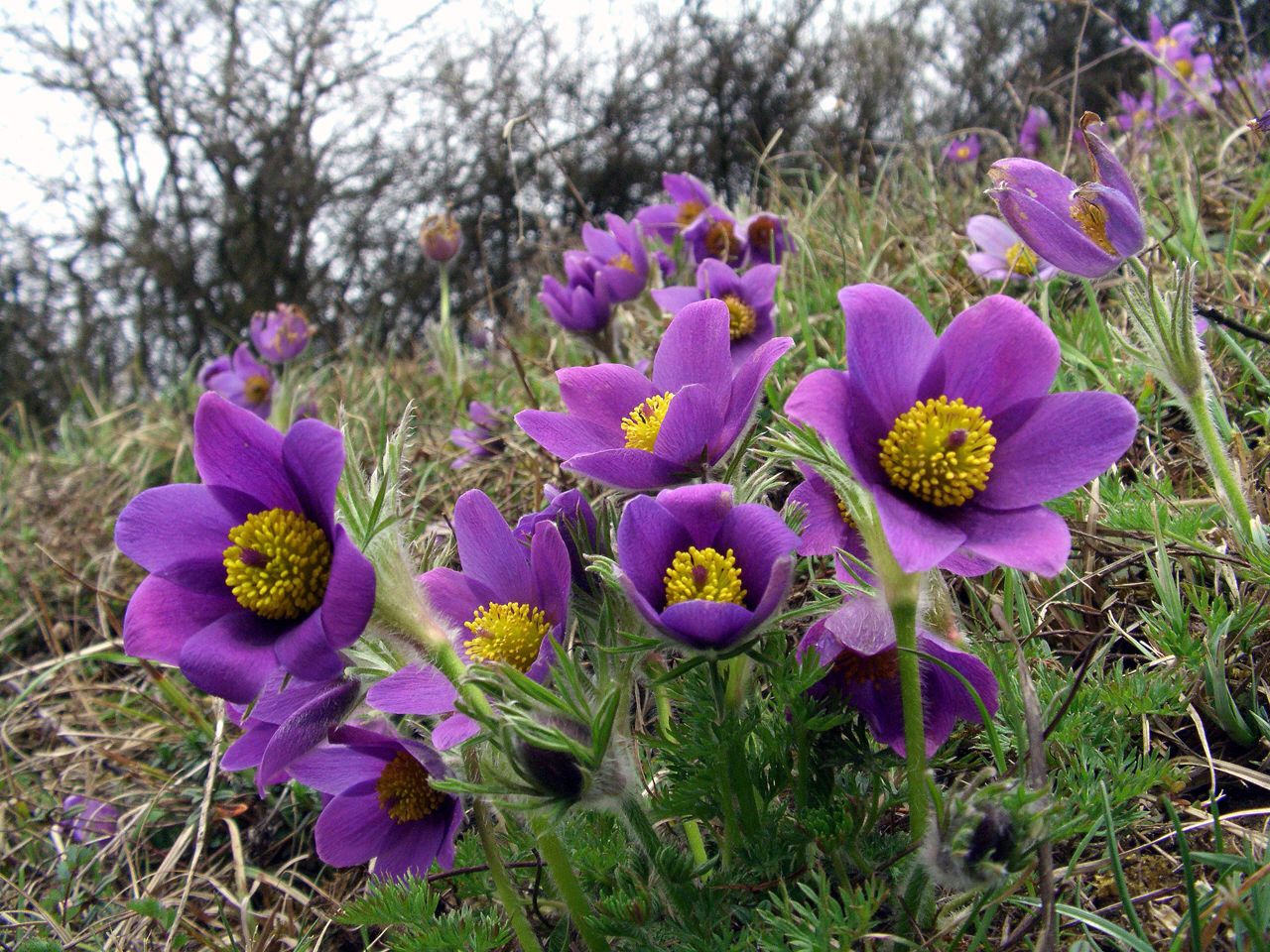 Pulsatilla_vulgaris_Saarland