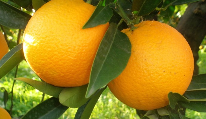Alimenti che prevengono i tumori