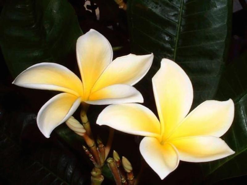fiori di Bach