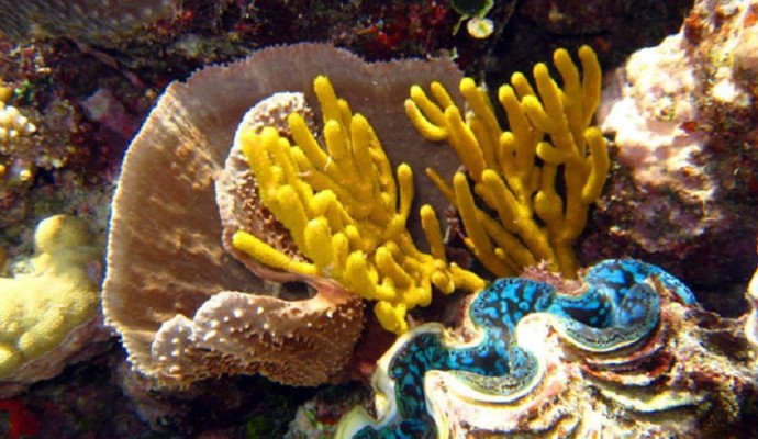 Barriera Corallina