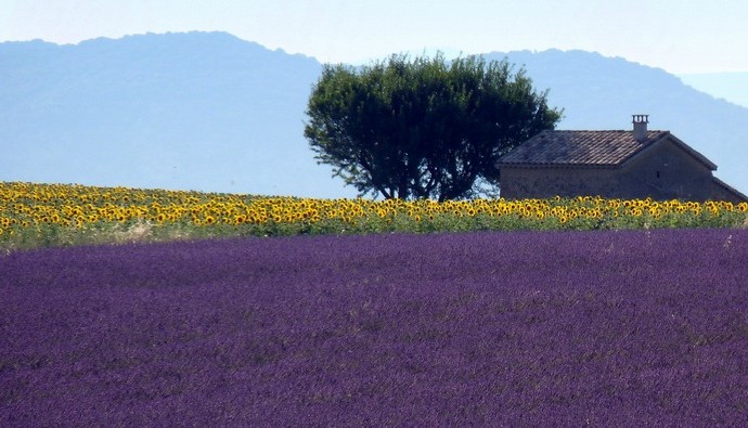 Campi di lavanda Provenza