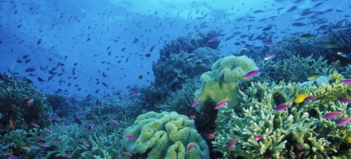 I fondali marini sono ricche di specie di pesci e piante