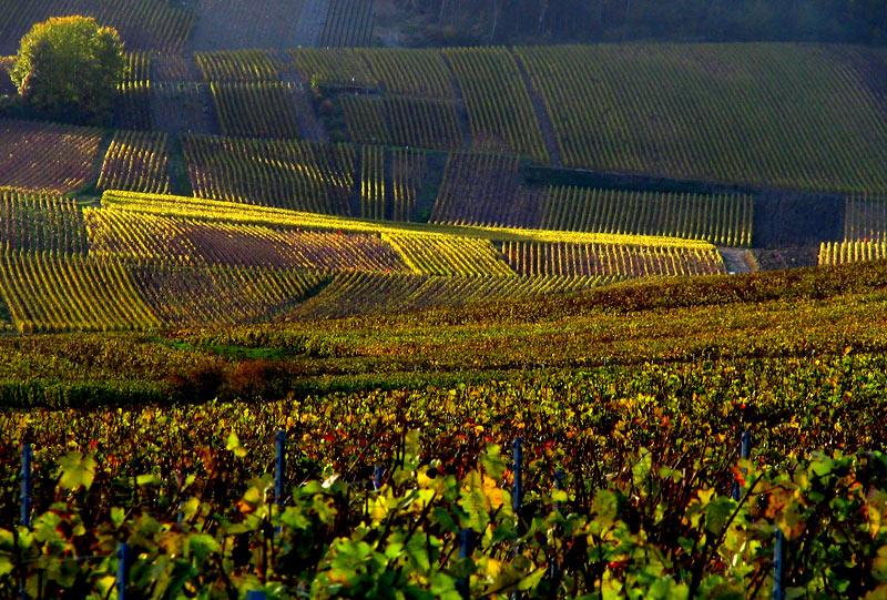 il vino frizzante più conosciuto al mondo