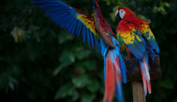 Scarlett_Macaw