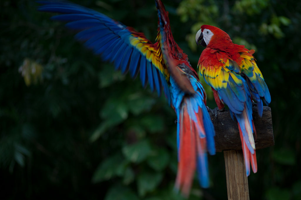 Scarlett_Macaw