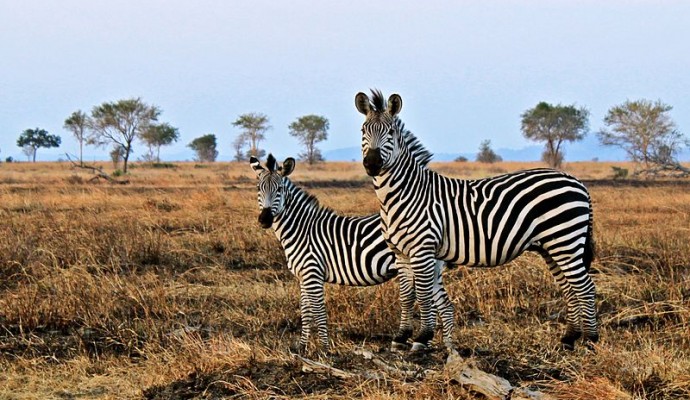 Zebra