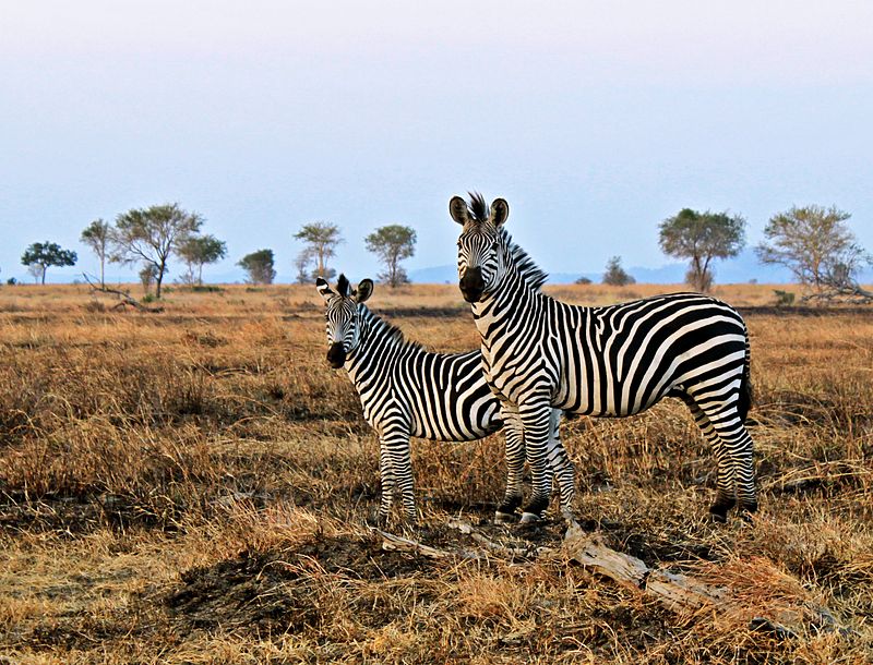 Zebra