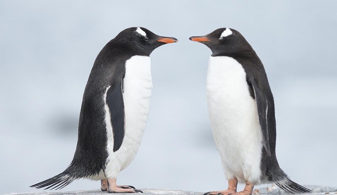 Antarctica_Pinguini