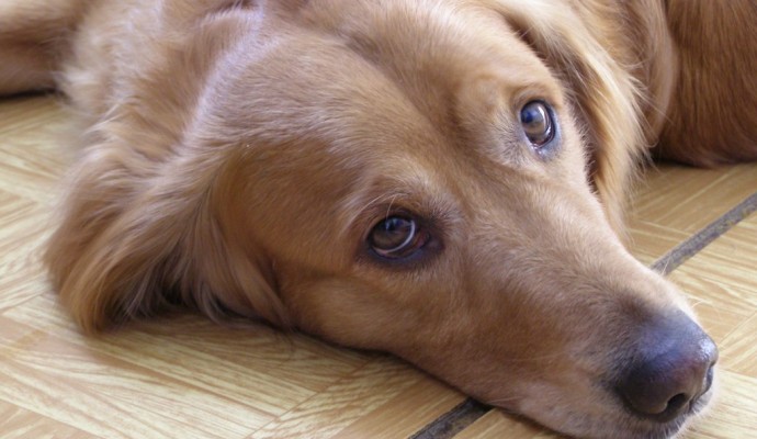 cane