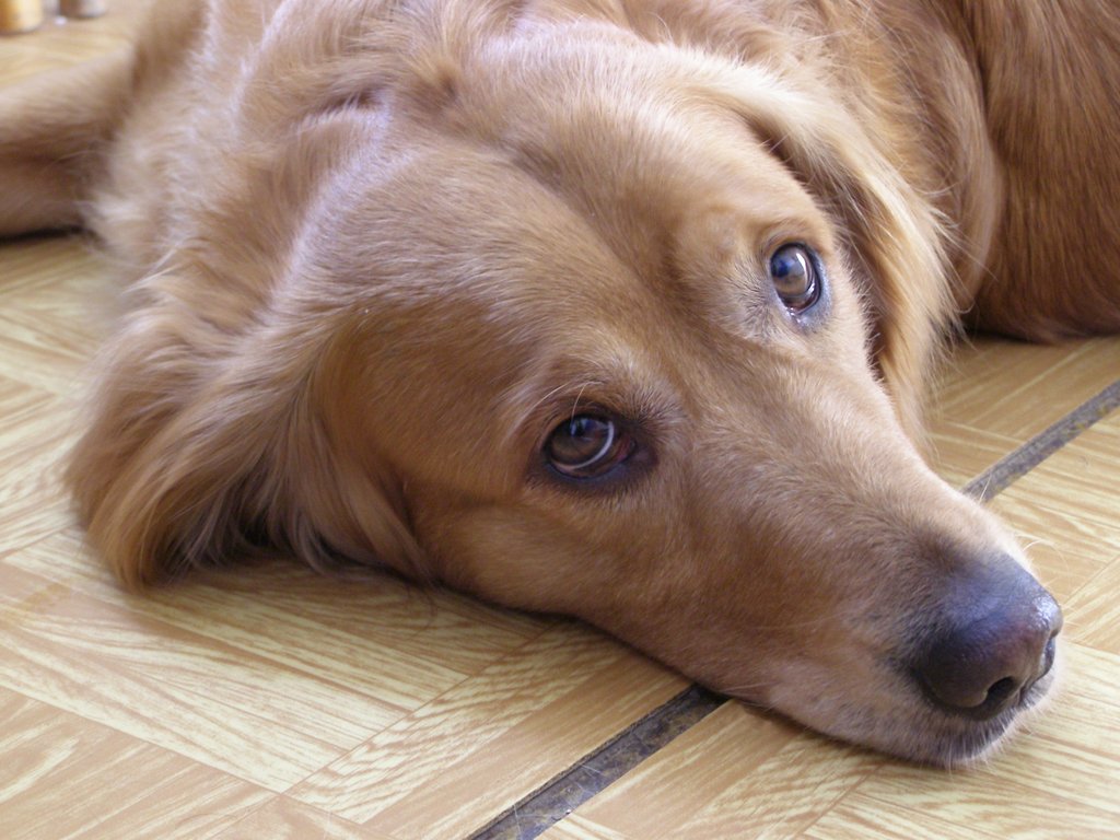cane