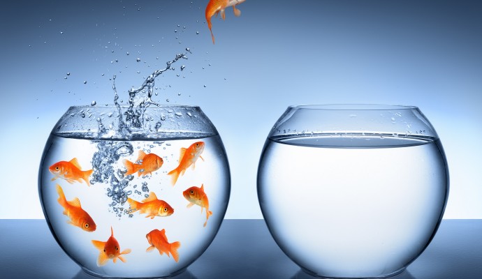 goldfish jumping - improvement and career concept