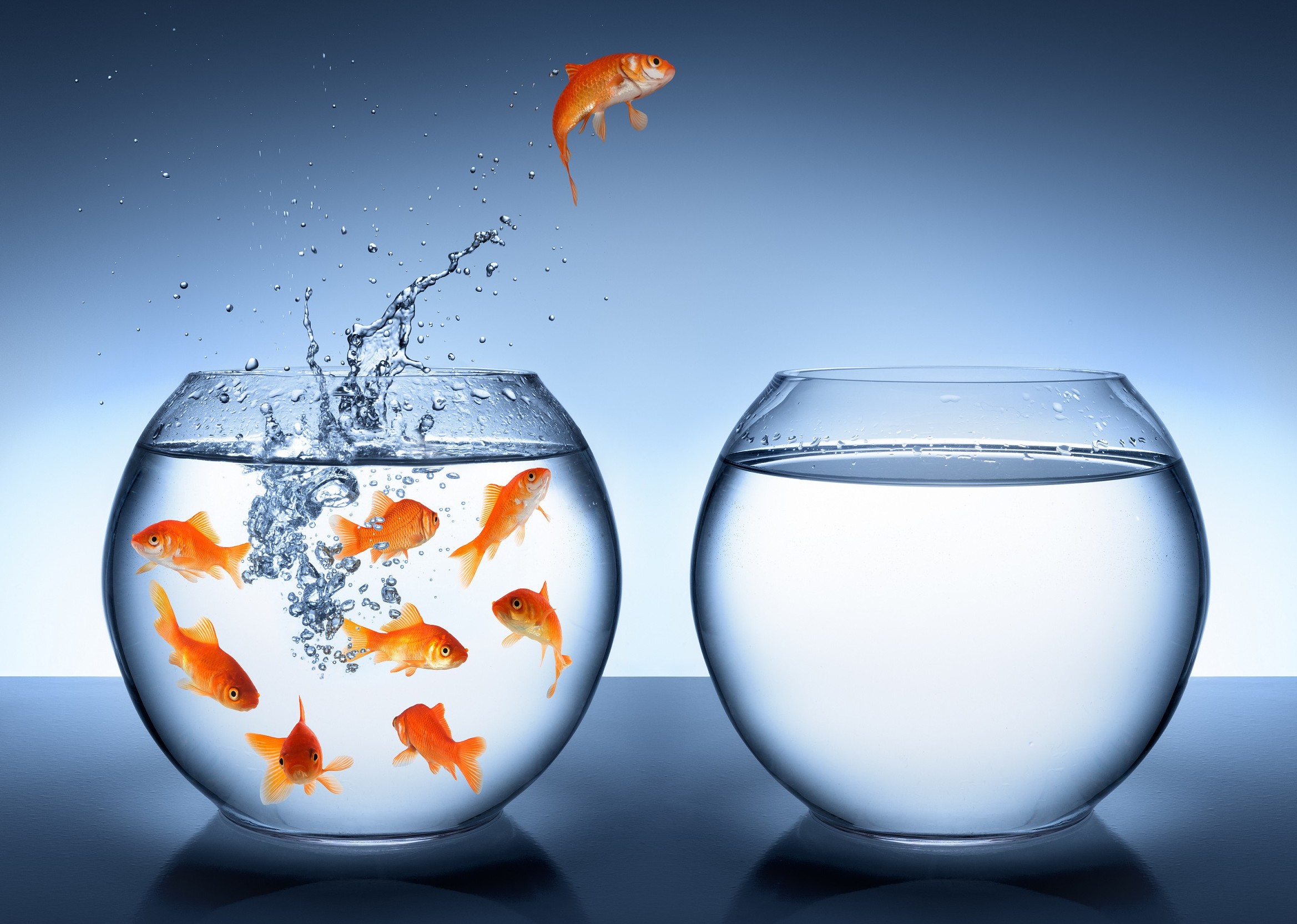 goldfish jumping - improvement and career concept