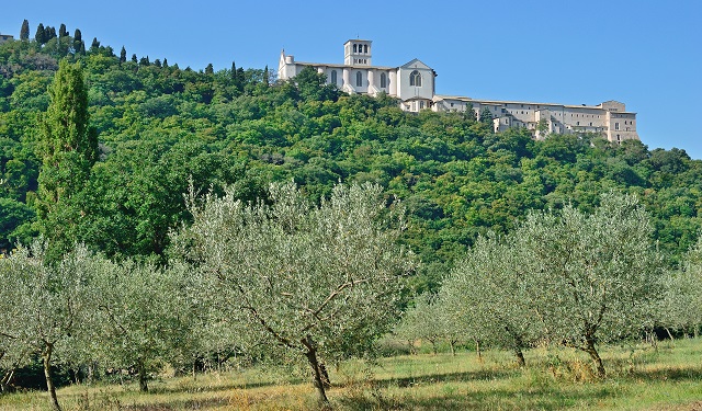 fai bosco san francesco