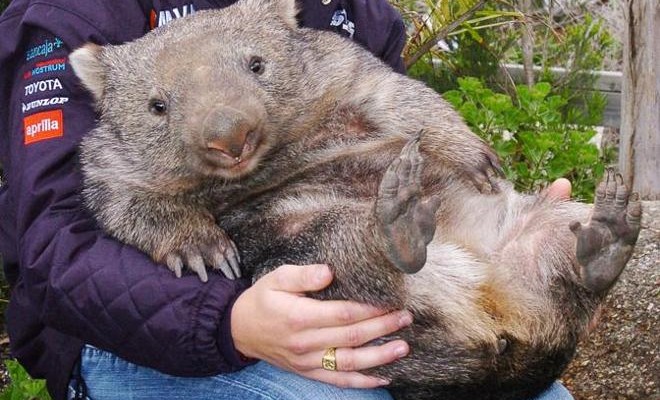 FILES-AUSTRALIA-ANIMAL-WOMBAT