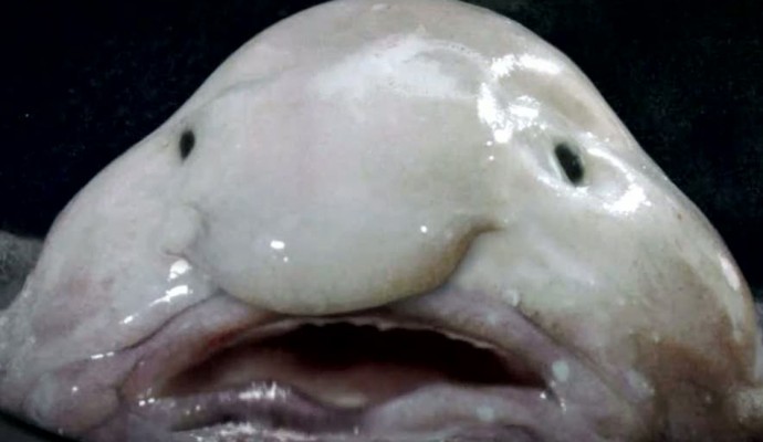 blob