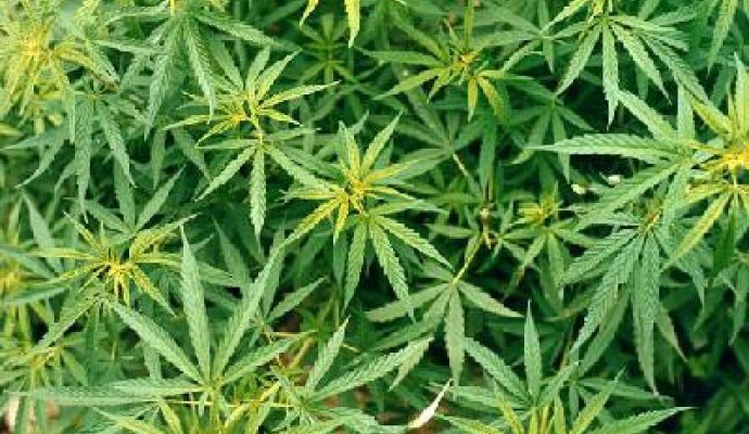 coltivazioni-marijuana-586056