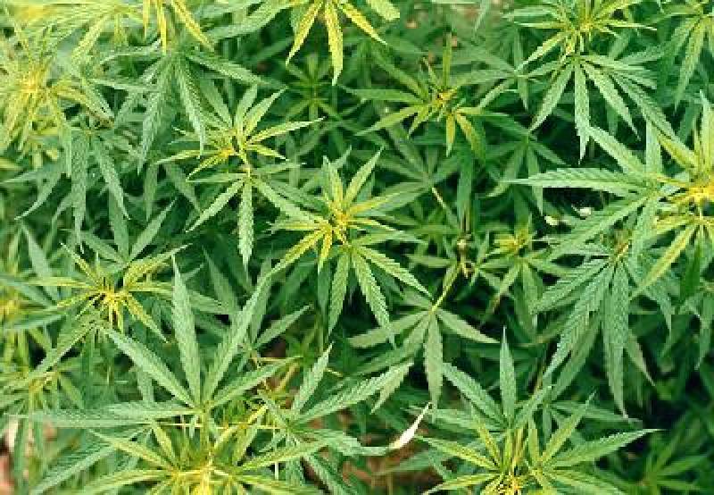 coltivazioni-marijuana-586056