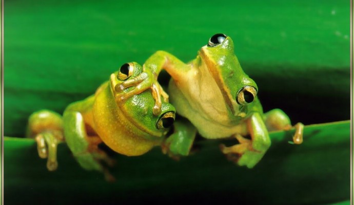 frogs
