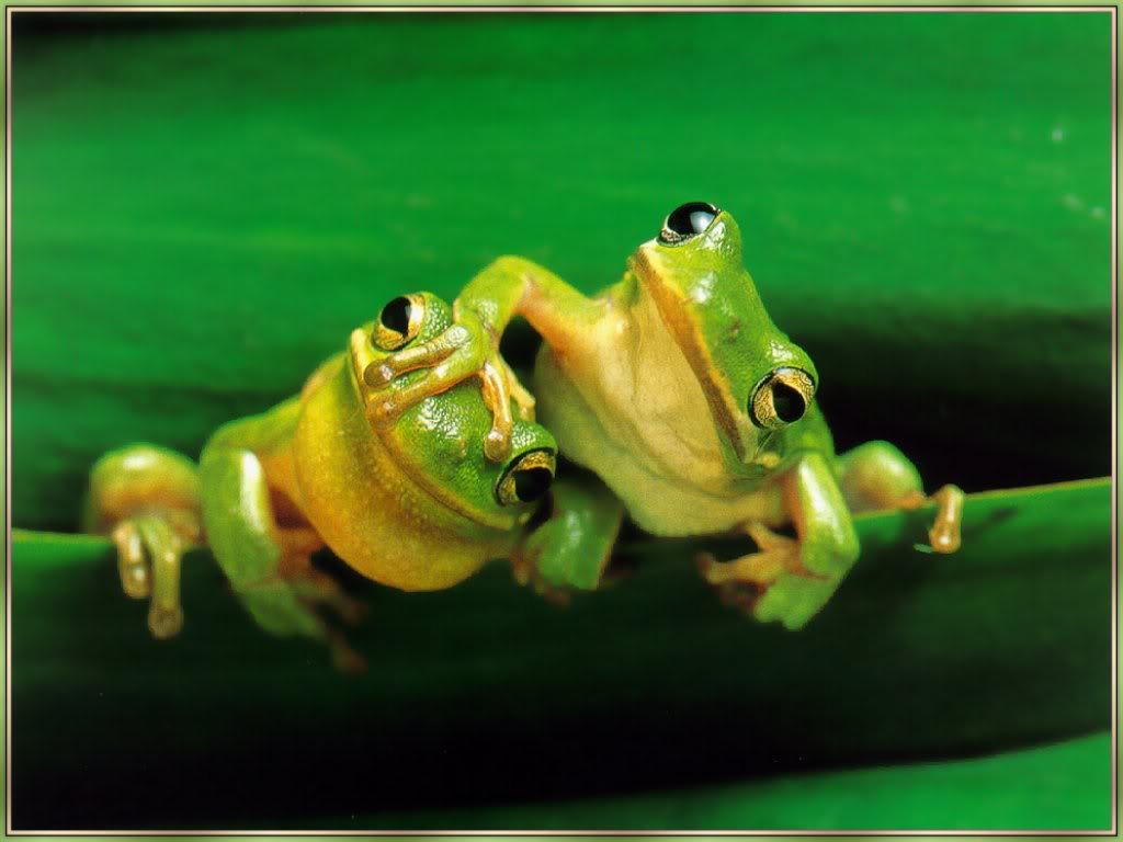 frogs