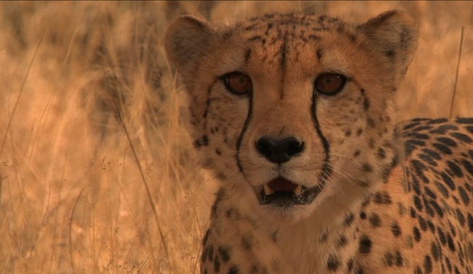 585700814-ansimare-ghepardo-curiosita-namibia