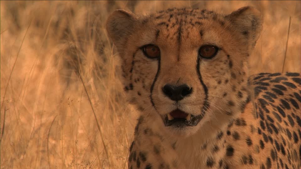 585700814-ansimare-ghepardo-curiosita-namibia