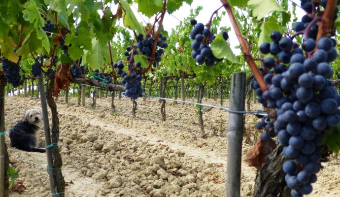 Vendemmia-2013-Merlot-Fattoria-del-Colle-con-cagnolino