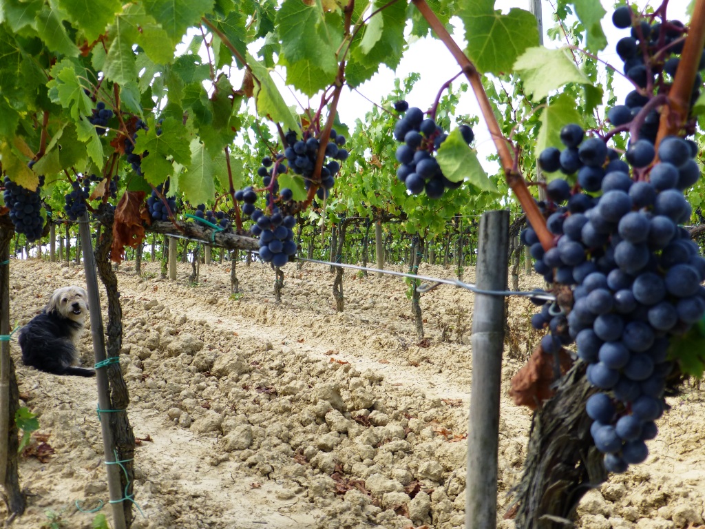 Vendemmia-2013-Merlot-Fattoria-del-Colle-con-cagnolino