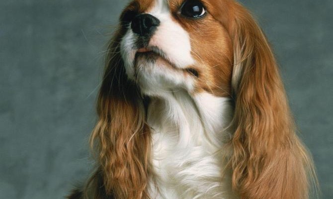 xCavalier-King-Charles-Spaniel-1.jpeg.pagespeed.ic.wpiiVnDSbE