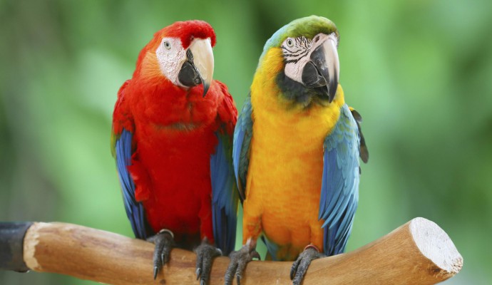 come-allevare-i-pappagalli_169e991967a5745ccd6ad30ce99c5d5a
