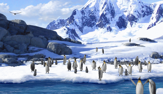 pinguini 2