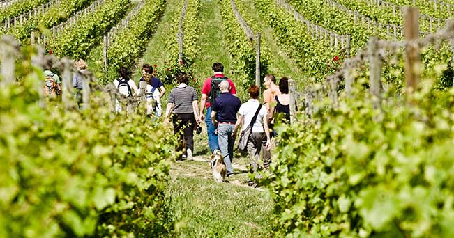 Wine-trekking-in-Franciacorta_ph-F.Cattabiani