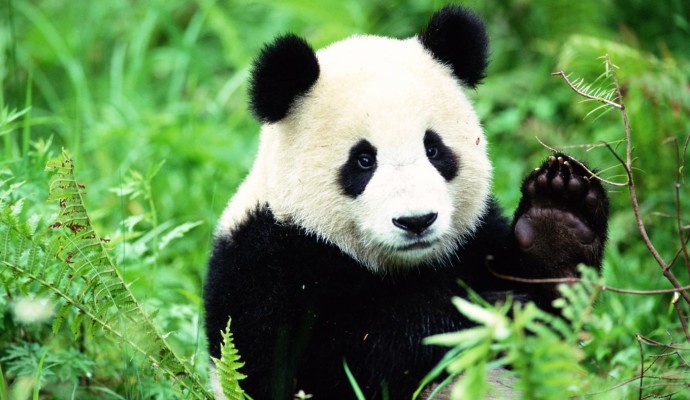 pandas-live_64dff22c2fe56e9