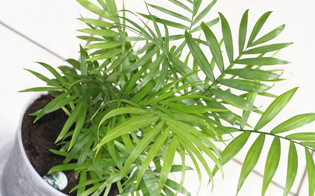 640px-Chamaedorea_elegans_01