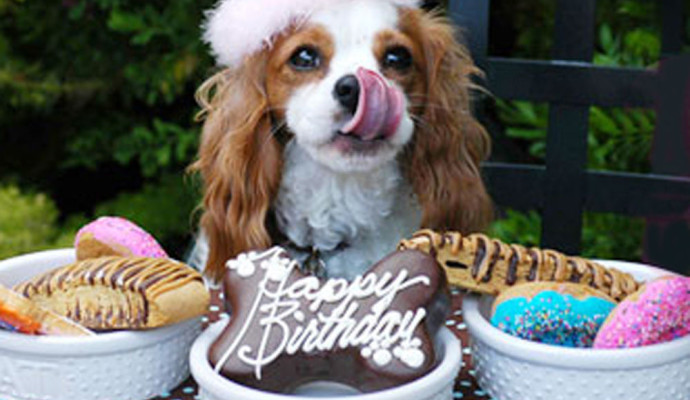 happy_birthday_dog-2